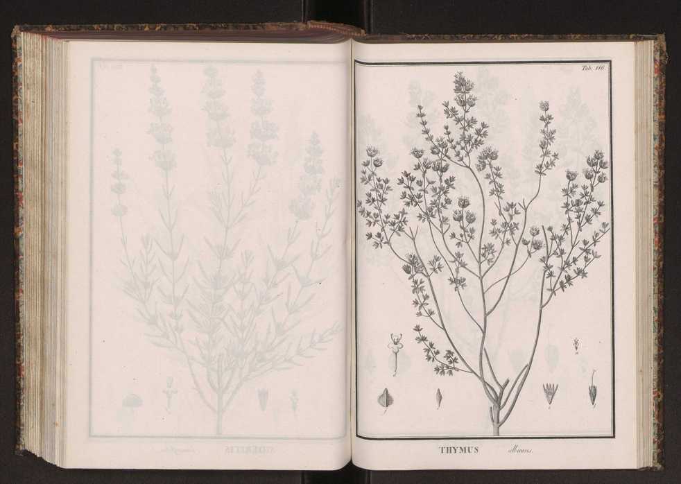 Phytographia lusitaniae selectior, seu novarum rariorum, et aliarum minus cognitarum stirpium, quae in Lusitania sponte' veniunt, ejusdemque floram spectant, descriptiones iconibus illustratae. Vol. 2 249