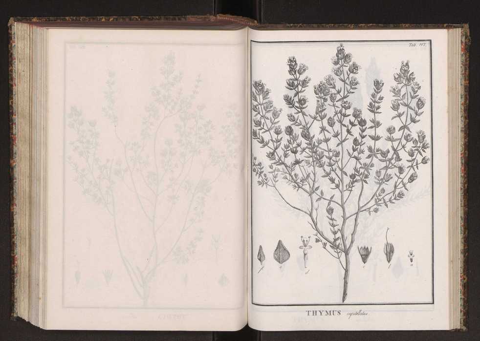 Phytographia lusitaniae selectior, seu novarum rariorum, et aliarum minus cognitarum stirpium, quae in Lusitania sponte' veniunt, ejusdemque floram spectant, descriptiones iconibus illustratae. Vol. 2 250