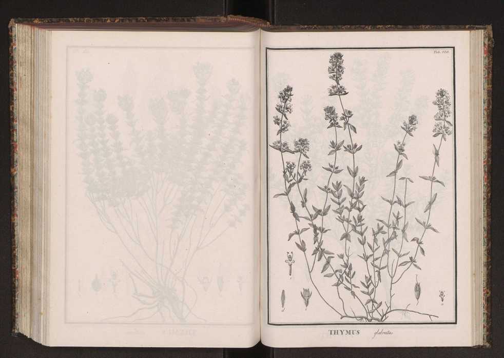 Phytographia lusitaniae selectior, seu novarum rariorum, et aliarum minus cognitarum stirpium, quae in Lusitania sponte' veniunt, ejusdemque floram spectant, descriptiones iconibus illustratae. Vol. 2 253