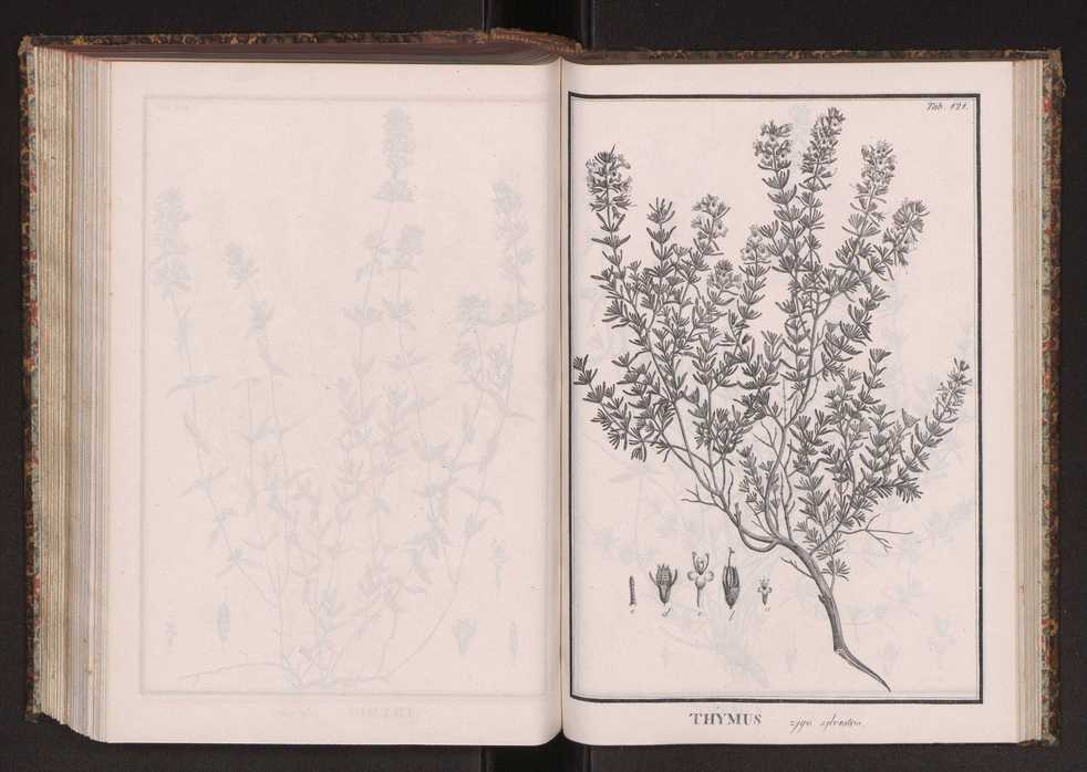 Phytographia lusitaniae selectior, seu novarum rariorum, et aliarum minus cognitarum stirpium, quae in Lusitania sponte' veniunt, ejusdemque floram spectant, descriptiones iconibus illustratae. Vol. 2 254