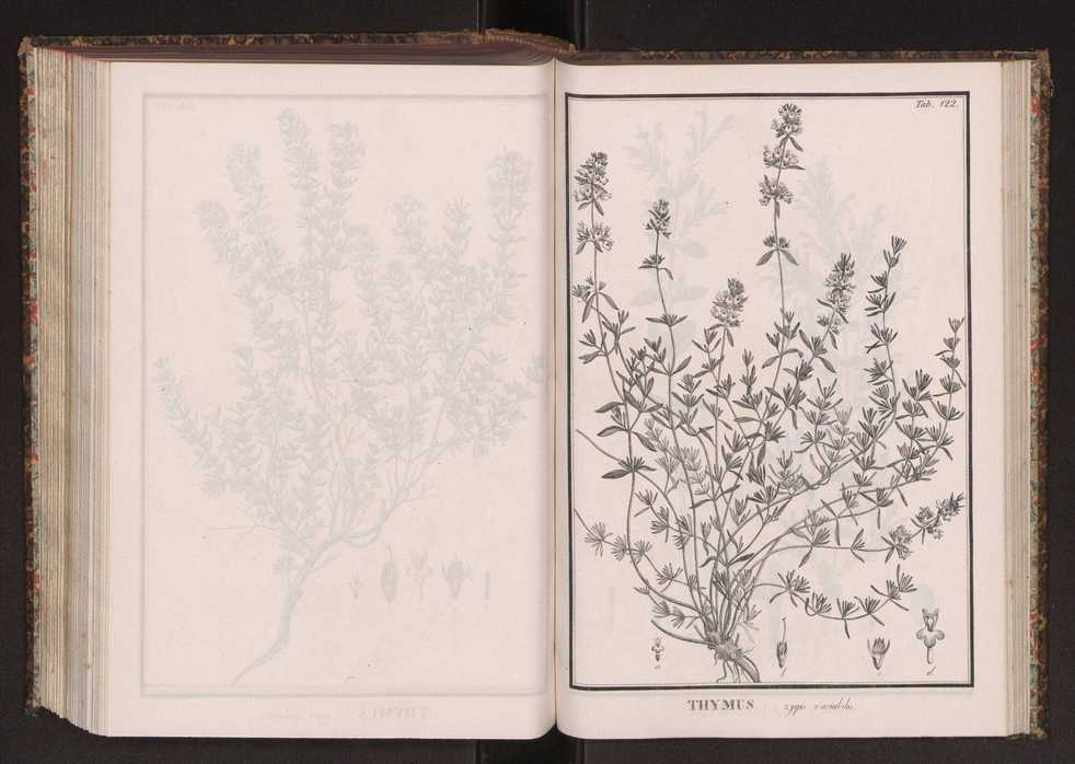 Phytographia lusitaniae selectior, seu novarum rariorum, et aliarum minus cognitarum stirpium, quae in Lusitania sponte' veniunt, ejusdemque floram spectant, descriptiones iconibus illustratae. Vol. 2 255