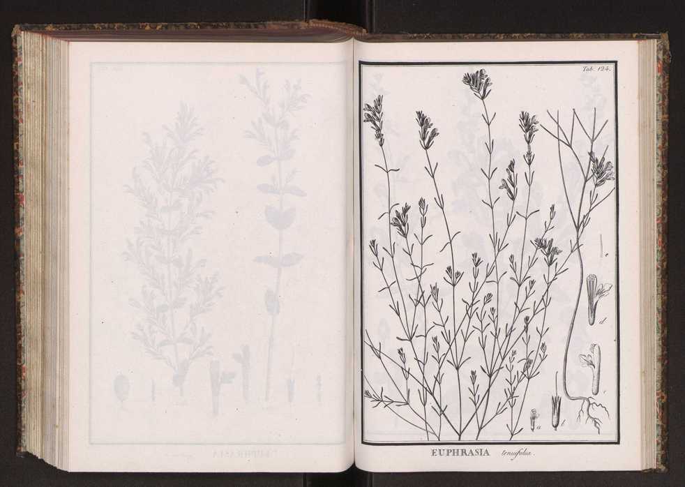 Phytographia lusitaniae selectior, seu novarum rariorum, et aliarum minus cognitarum stirpium, quae in Lusitania sponte' veniunt, ejusdemque floram spectant, descriptiones iconibus illustratae. Vol. 2 257