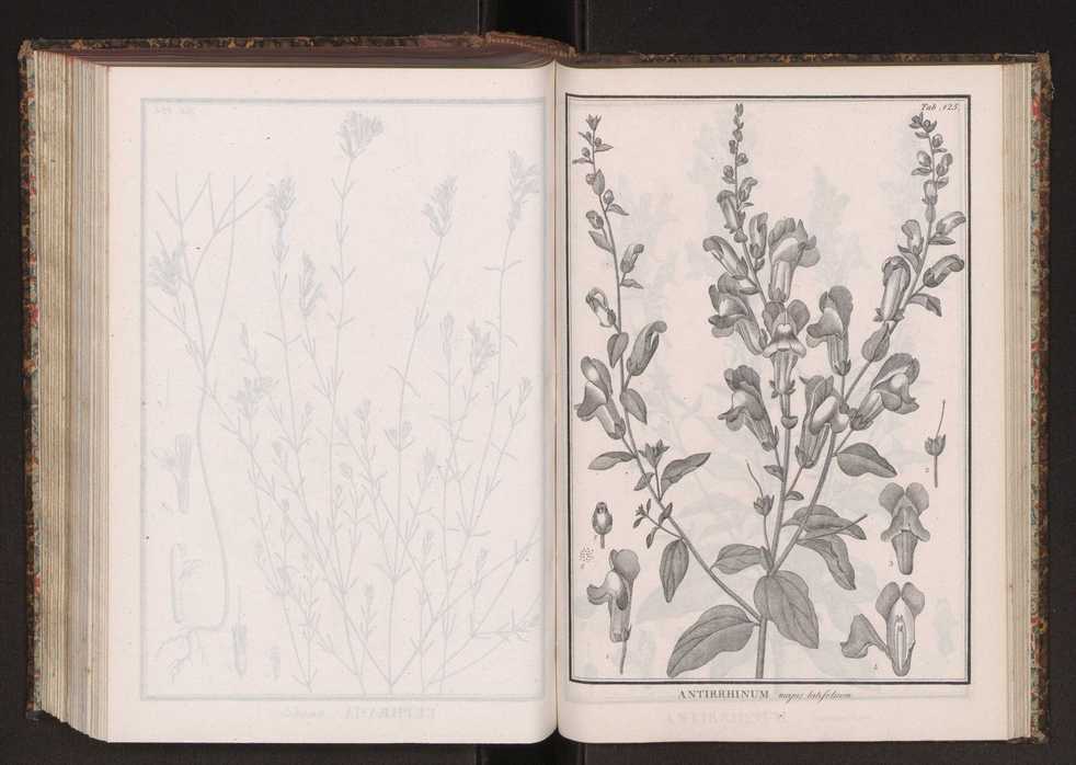 Phytographia lusitaniae selectior, seu novarum rariorum, et aliarum minus cognitarum stirpium, quae in Lusitania sponte' veniunt, ejusdemque floram spectant, descriptiones iconibus illustratae. Vol. 2 258