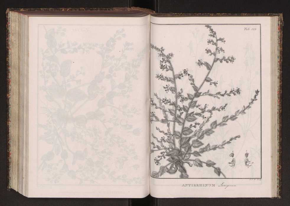 Phytographia lusitaniae selectior, seu novarum rariorum, et aliarum minus cognitarum stirpium, quae in Lusitania sponte' veniunt, ejusdemque floram spectant, descriptiones iconibus illustratae. Vol. 2 262