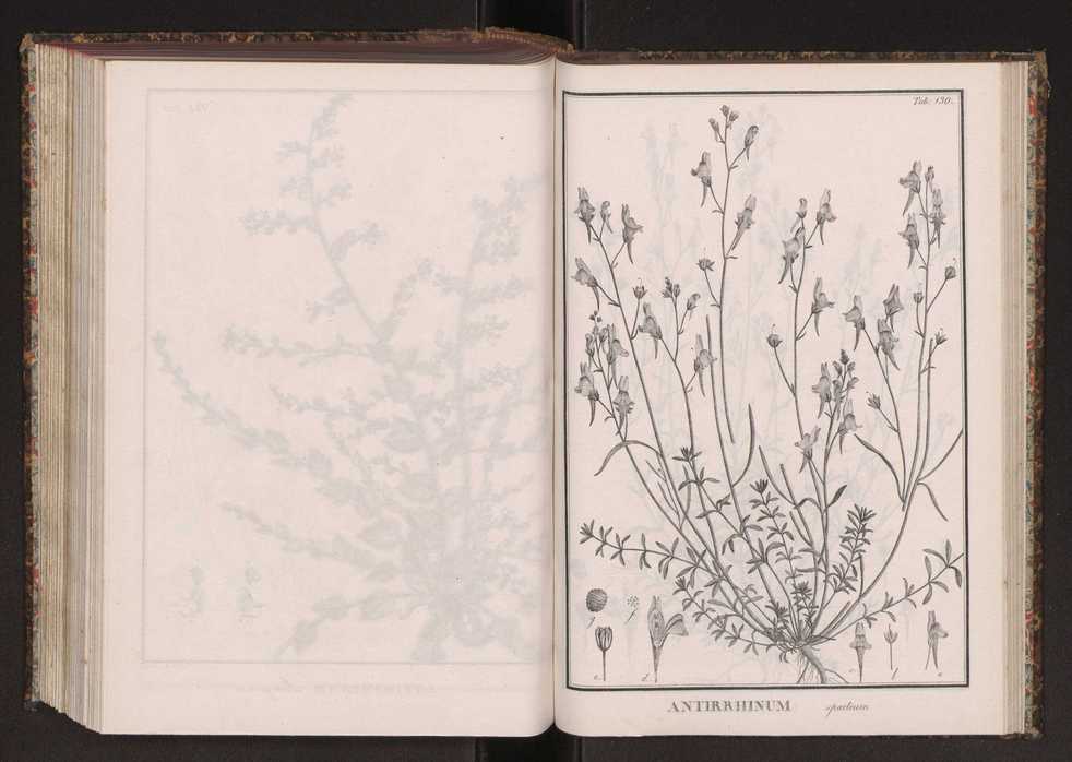 Phytographia lusitaniae selectior, seu novarum rariorum, et aliarum minus cognitarum stirpium, quae in Lusitania sponte' veniunt, ejusdemque floram spectant, descriptiones iconibus illustratae. Vol. 2 263