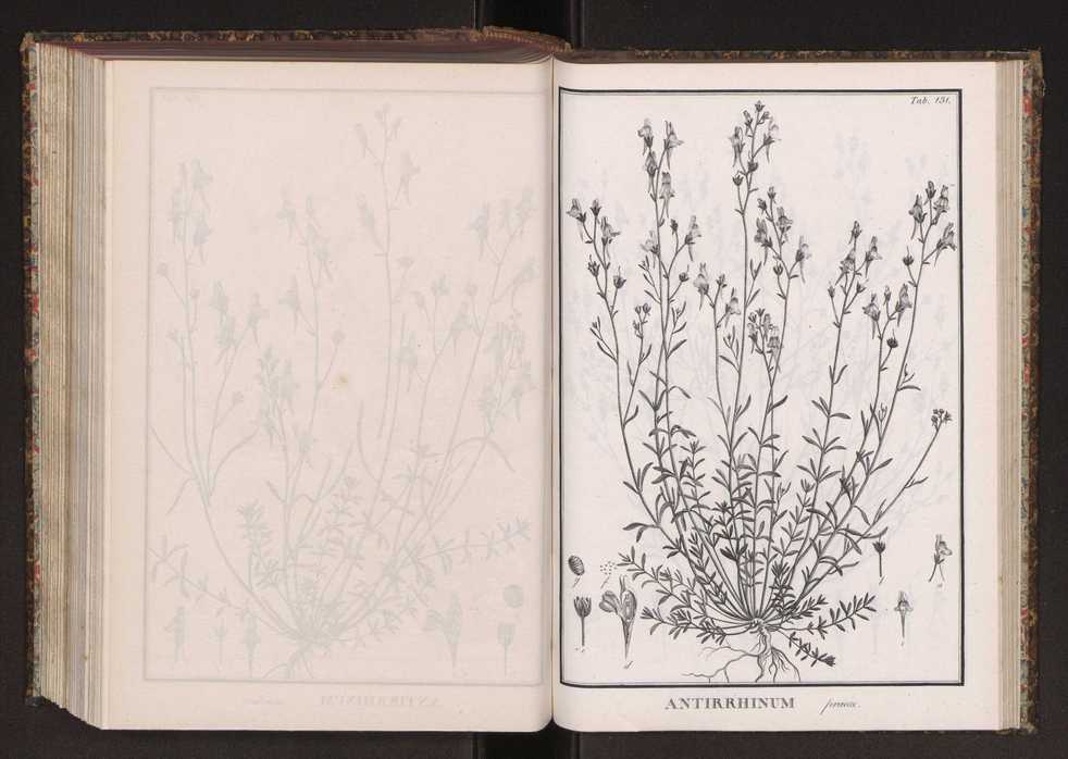 Phytographia lusitaniae selectior, seu novarum rariorum, et aliarum minus cognitarum stirpium, quae in Lusitania sponte' veniunt, ejusdemque floram spectant, descriptiones iconibus illustratae. Vol. 2 264