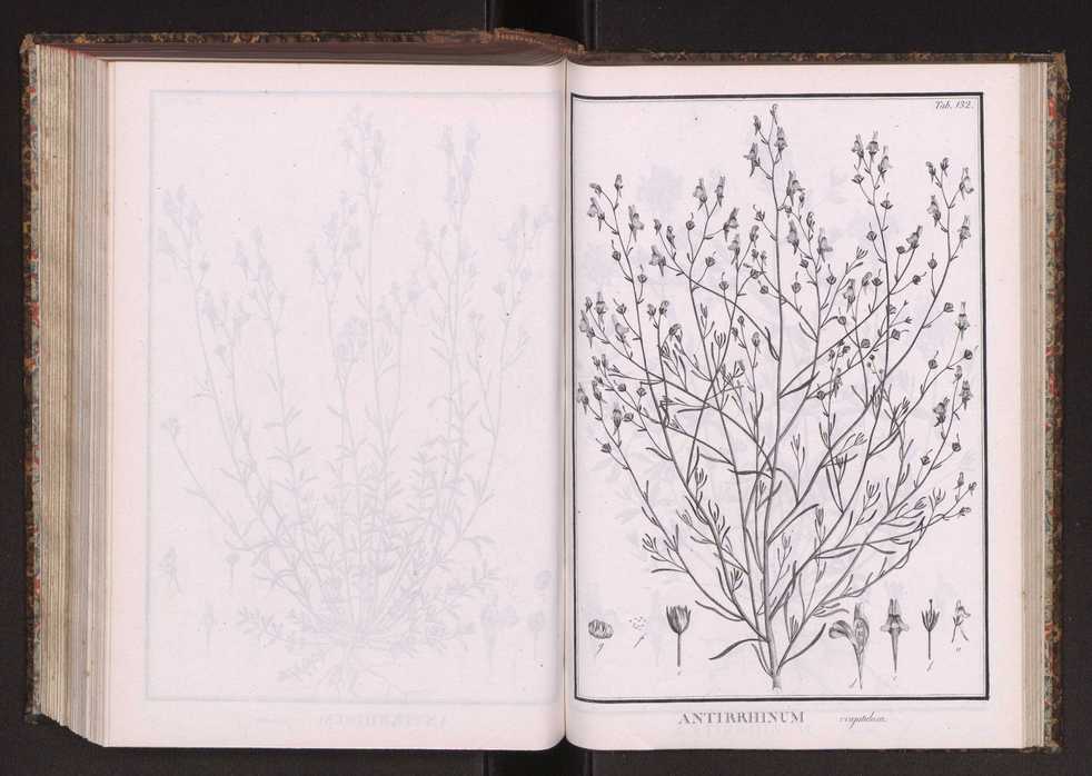Phytographia lusitaniae selectior, seu novarum rariorum, et aliarum minus cognitarum stirpium, quae in Lusitania sponte' veniunt, ejusdemque floram spectant, descriptiones iconibus illustratae. Vol. 2 265