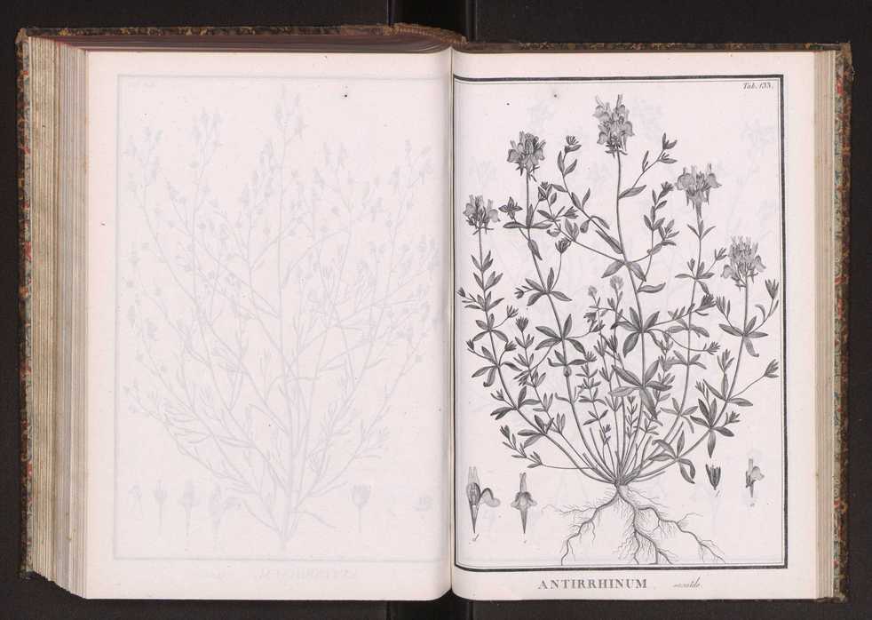 Phytographia lusitaniae selectior, seu novarum rariorum, et aliarum minus cognitarum stirpium, quae in Lusitania sponte' veniunt, ejusdemque floram spectant, descriptiones iconibus illustratae. Vol. 2 266