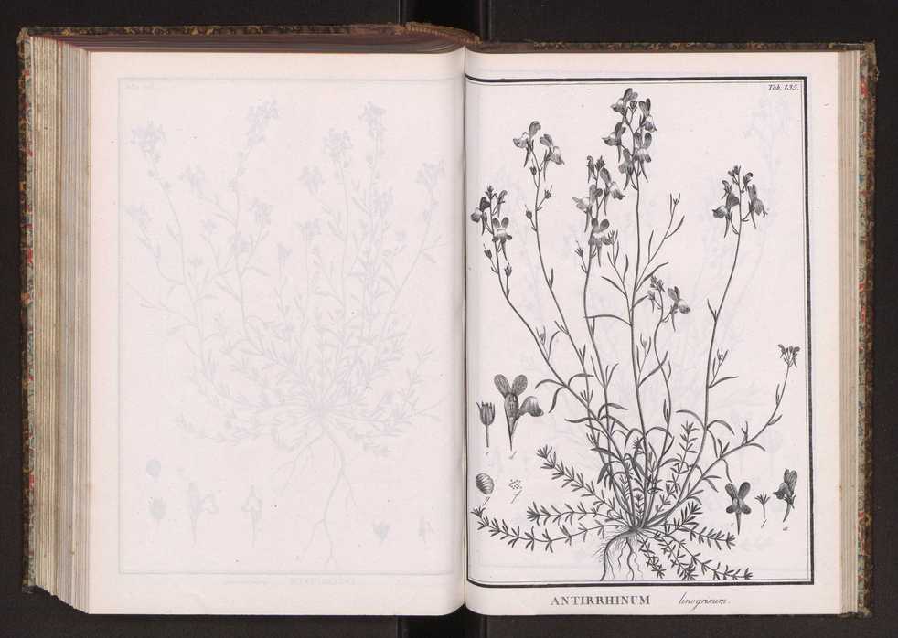 Phytographia lusitaniae selectior, seu novarum rariorum, et aliarum minus cognitarum stirpium, quae in Lusitania sponte' veniunt, ejusdemque floram spectant, descriptiones iconibus illustratae. Vol. 2 268