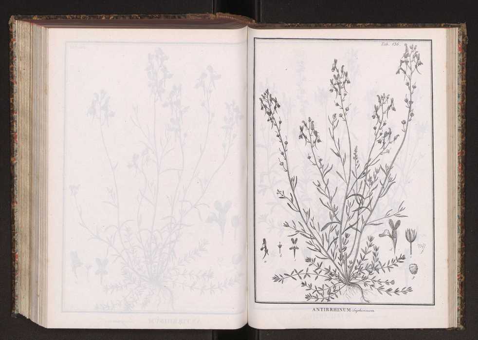 Phytographia lusitaniae selectior, seu novarum rariorum, et aliarum minus cognitarum stirpium, quae in Lusitania sponte' veniunt, ejusdemque floram spectant, descriptiones iconibus illustratae. Vol. 2 269