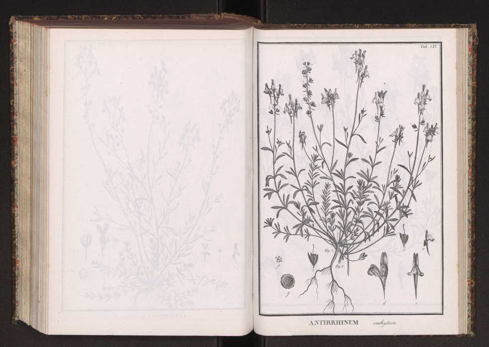 Phytographia lusitaniae selectior, seu novarum rariorum, et aliarum minus cognitarum stirpium, quae in Lusitania sponte' veniunt, ejusdemque floram spectant, descriptiones iconibus illustratae. Vol. 2 270