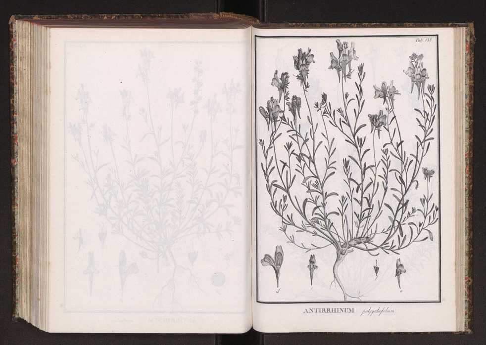 Phytographia lusitaniae selectior, seu novarum rariorum, et aliarum minus cognitarum stirpium, quae in Lusitania sponte' veniunt, ejusdemque floram spectant, descriptiones iconibus illustratae. Vol. 2 271