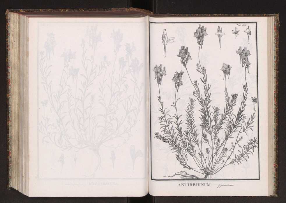Phytographia lusitaniae selectior, seu novarum rariorum, et aliarum minus cognitarum stirpium, quae in Lusitania sponte' veniunt, ejusdemque floram spectant, descriptiones iconibus illustratae. Vol. 2 272