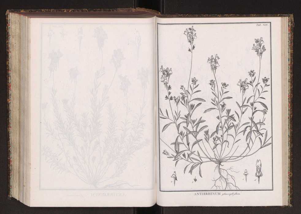 Phytographia lusitaniae selectior, seu novarum rariorum, et aliarum minus cognitarum stirpium, quae in Lusitania sponte' veniunt, ejusdemque floram spectant, descriptiones iconibus illustratae. Vol. 2 273