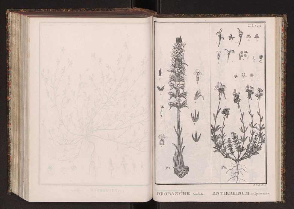 Phytographia lusitaniae selectior, seu novarum rariorum, et aliarum minus cognitarum stirpium, quae in Lusitania sponte' veniunt, ejusdemque floram spectant, descriptiones iconibus illustratae. Vol. 2 275