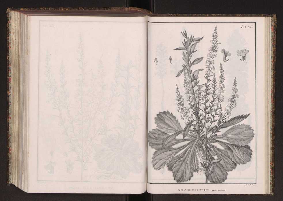 Phytographia lusitaniae selectior, seu novarum rariorum, et aliarum minus cognitarum stirpium, quae in Lusitania sponte' veniunt, ejusdemque floram spectant, descriptiones iconibus illustratae. Vol. 2 277