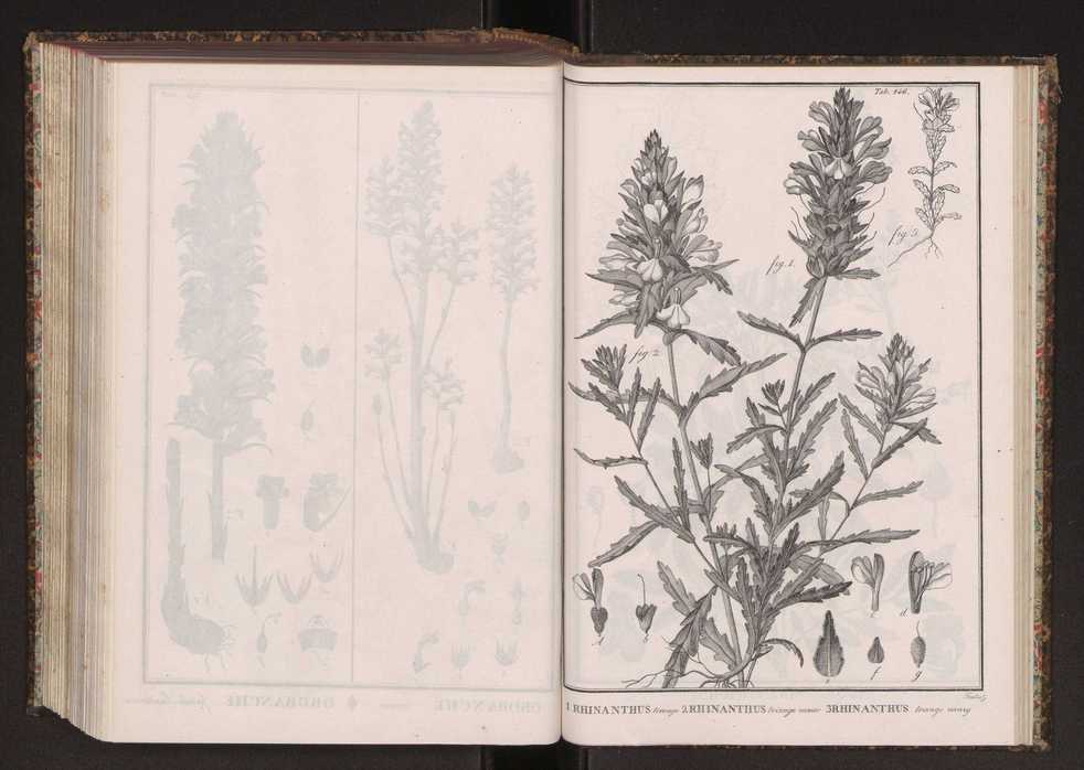 Phytographia lusitaniae selectior, seu novarum rariorum, et aliarum minus cognitarum stirpium, quae in Lusitania sponte' veniunt, ejusdemque floram spectant, descriptiones iconibus illustratae. Vol. 2 279