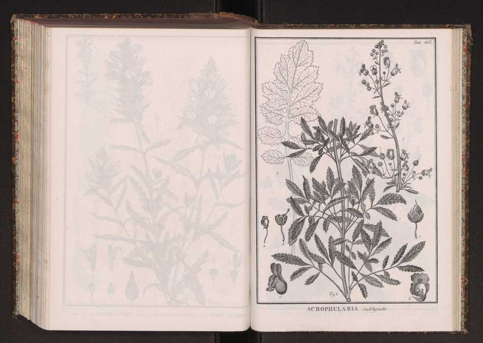 Phytographia lusitaniae selectior, seu novarum rariorum, et aliarum minus cognitarum stirpium, quae in Lusitania sponte' veniunt, ejusdemque floram spectant, descriptiones iconibus illustratae. Vol. 2 280
