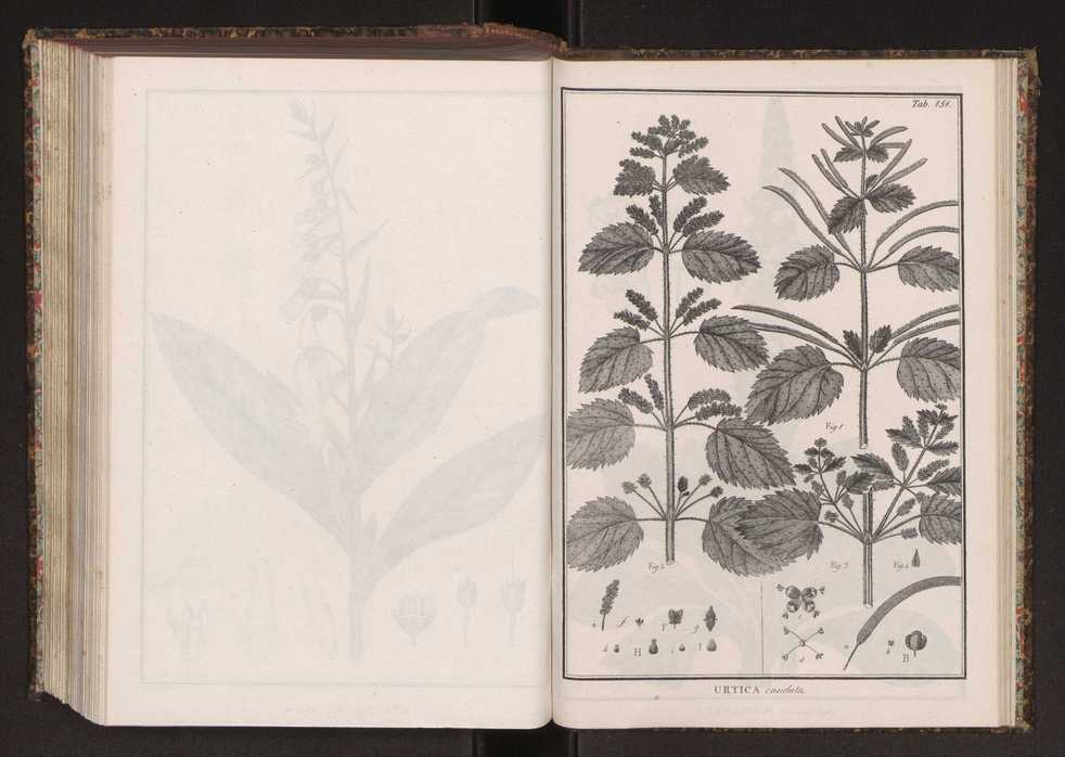 Phytographia lusitaniae selectior, seu novarum rariorum, et aliarum minus cognitarum stirpium, quae in Lusitania sponte' veniunt, ejusdemque floram spectant, descriptiones iconibus illustratae. Vol. 2 284
