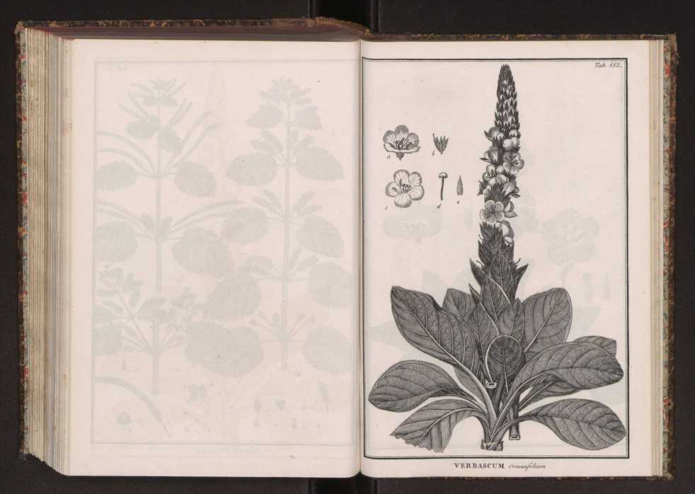 Phytographia lusitaniae selectior, seu novarum rariorum, et aliarum minus cognitarum stirpium, quae in Lusitania sponte' veniunt, ejusdemque floram spectant, descriptiones iconibus illustratae. Vol. 2 285