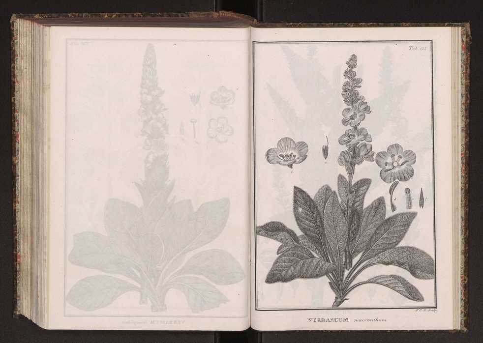 Phytographia lusitaniae selectior, seu novarum rariorum, et aliarum minus cognitarum stirpium, quae in Lusitania sponte' veniunt, ejusdemque floram spectant, descriptiones iconibus illustratae. Vol. 2 286