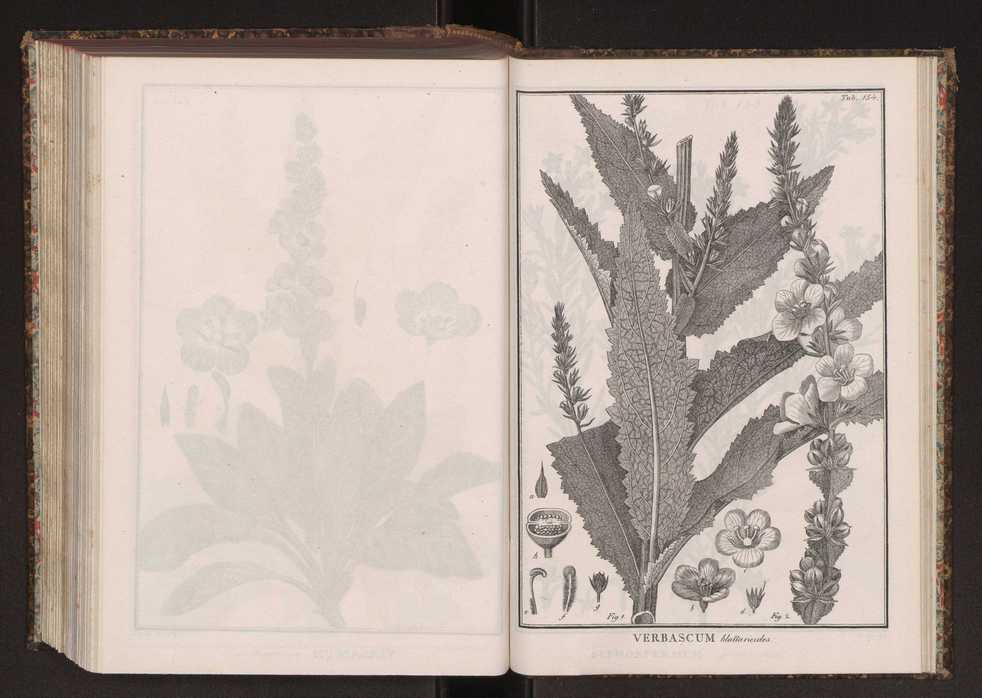 Phytographia lusitaniae selectior, seu novarum rariorum, et aliarum minus cognitarum stirpium, quae in Lusitania sponte' veniunt, ejusdemque floram spectant, descriptiones iconibus illustratae. Vol. 2 287
