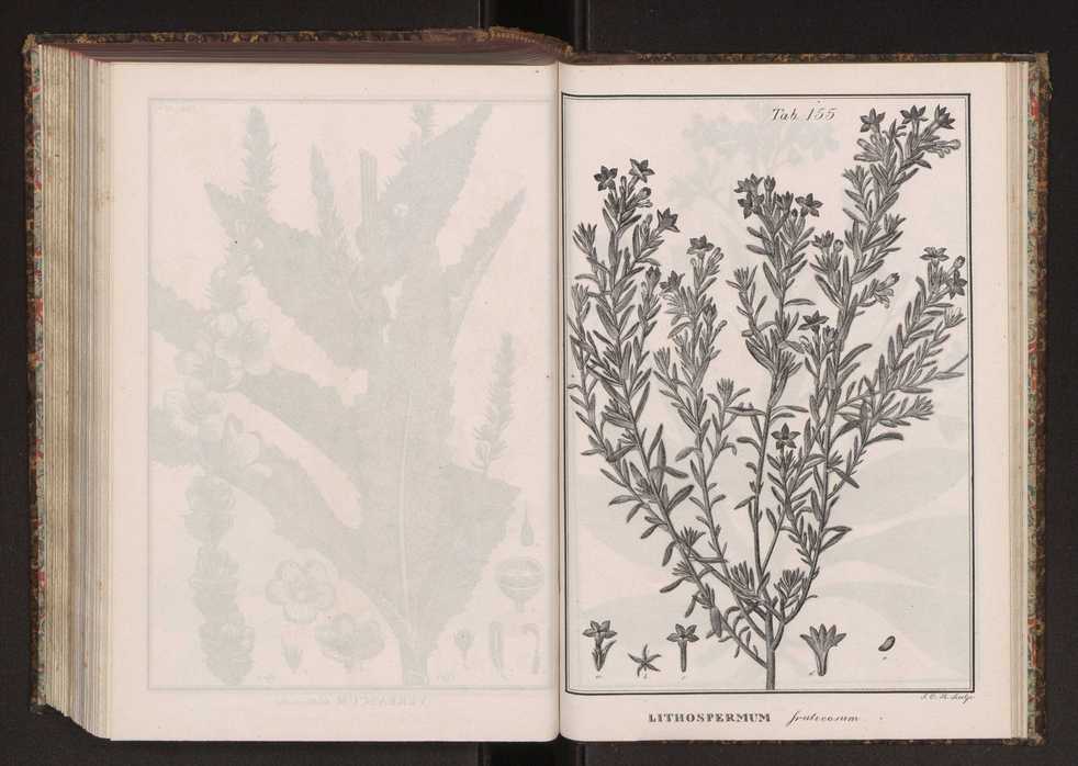 Phytographia lusitaniae selectior, seu novarum rariorum, et aliarum minus cognitarum stirpium, quae in Lusitania sponte' veniunt, ejusdemque floram spectant, descriptiones iconibus illustratae. Vol. 2 288