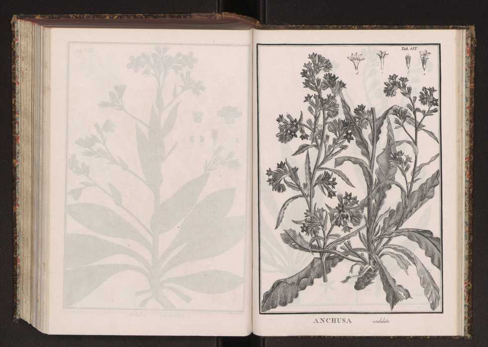 Phytographia lusitaniae selectior, seu novarum rariorum, et aliarum minus cognitarum stirpium, quae in Lusitania sponte' veniunt, ejusdemque floram spectant, descriptiones iconibus illustratae. Vol. 2 290