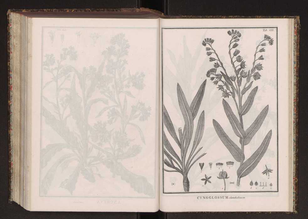 Phytographia lusitaniae selectior, seu novarum rariorum, et aliarum minus cognitarum stirpium, quae in Lusitania sponte' veniunt, ejusdemque floram spectant, descriptiones iconibus illustratae. Vol. 2 291