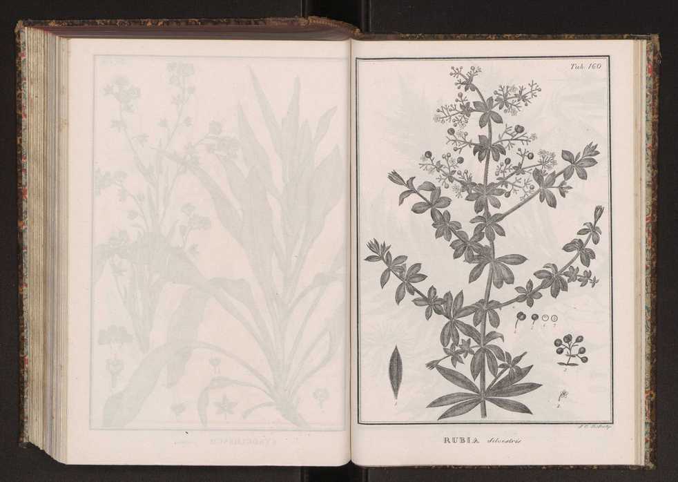 Phytographia lusitaniae selectior, seu novarum rariorum, et aliarum minus cognitarum stirpium, quae in Lusitania sponte' veniunt, ejusdemque floram spectant, descriptiones iconibus illustratae. Vol. 2 293