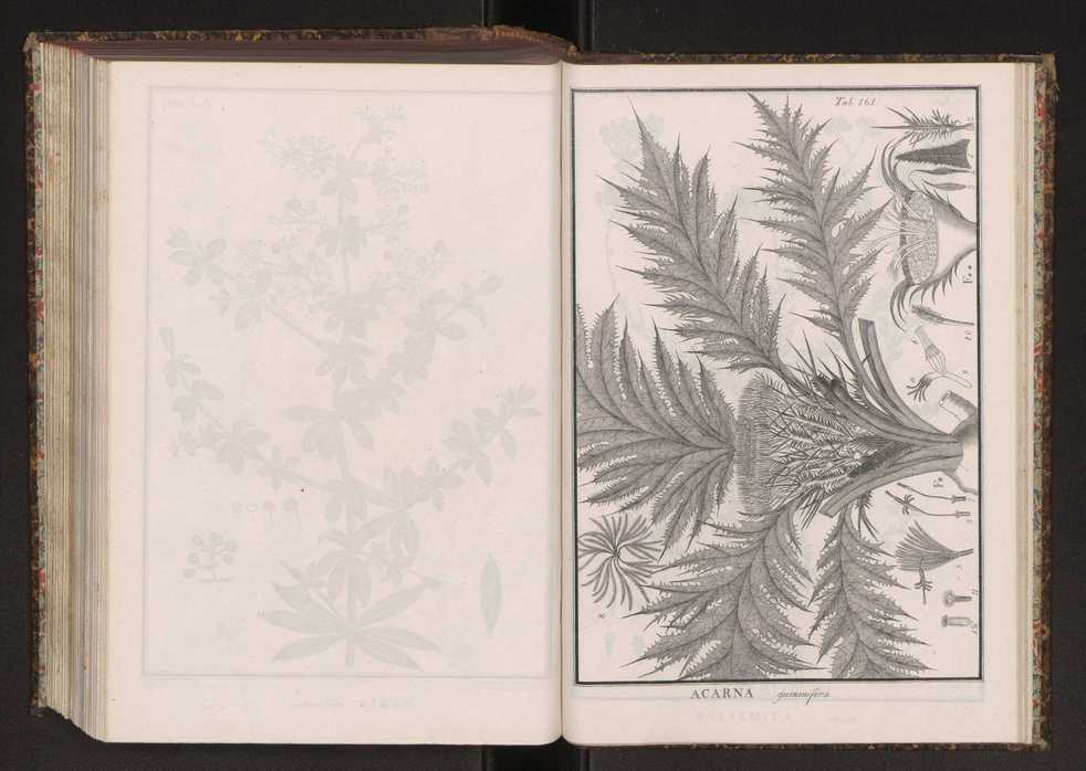 Phytographia lusitaniae selectior, seu novarum rariorum, et aliarum minus cognitarum stirpium, quae in Lusitania sponte' veniunt, ejusdemque floram spectant, descriptiones iconibus illustratae. Vol. 2 294