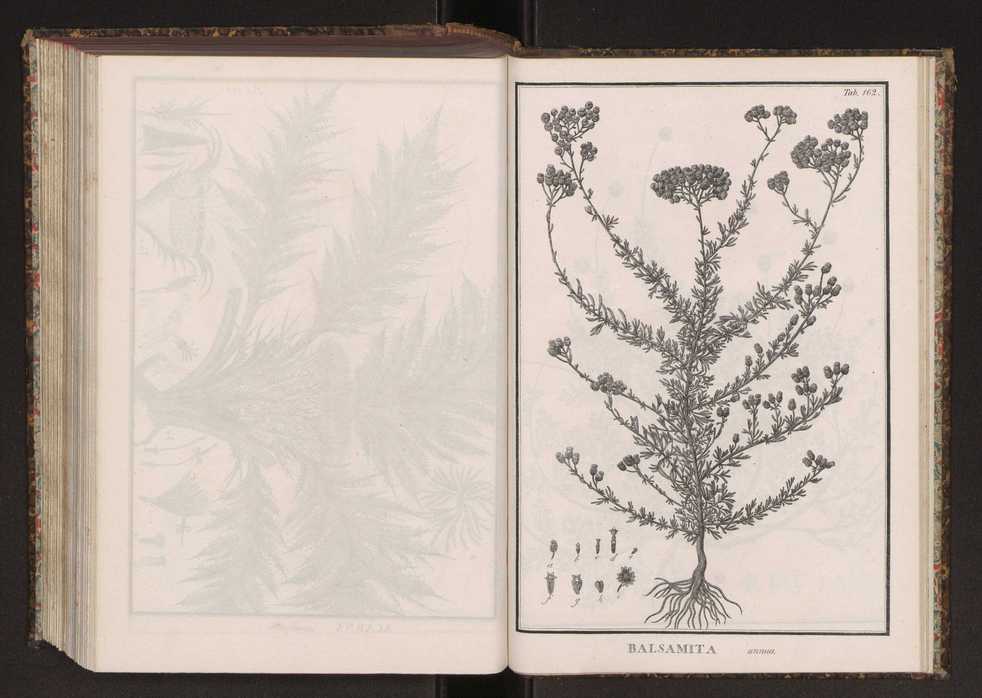 Phytographia lusitaniae selectior, seu novarum rariorum, et aliarum minus cognitarum stirpium, quae in Lusitania sponte' veniunt, ejusdemque floram spectant, descriptiones iconibus illustratae. Vol. 2 295