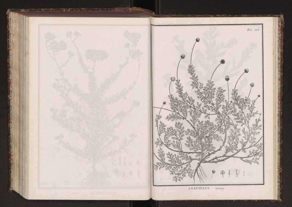 Phytographia lusitaniae selectior, seu novarum rariorum, et aliarum minus cognitarum stirpium, quae in Lusitania sponte' veniunt, ejusdemque floram spectant, descriptiones iconibus illustratae. Vol. 2 296