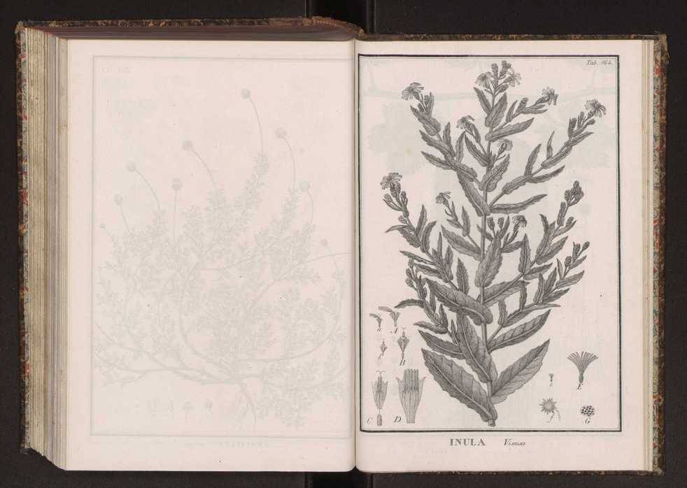 Phytographia lusitaniae selectior, seu novarum rariorum, et aliarum minus cognitarum stirpium, quae in Lusitania sponte' veniunt, ejusdemque floram spectant, descriptiones iconibus illustratae. Vol. 2 297