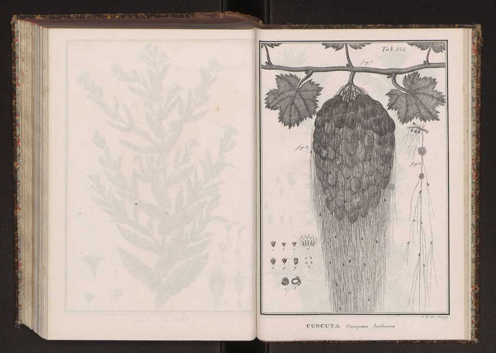 Phytographia lusitaniae selectior, seu novarum rariorum, et aliarum minus cognitarum stirpium, quae in Lusitania sponte' veniunt, ejusdemque floram spectant, descriptiones iconibus illustratae. Vol. 2 298