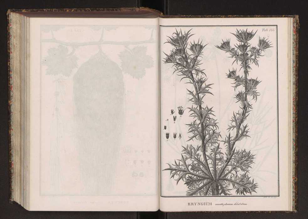 Phytographia lusitaniae selectior, seu novarum rariorum, et aliarum minus cognitarum stirpium, quae in Lusitania sponte' veniunt, ejusdemque floram spectant, descriptiones iconibus illustratae. Vol. 2 299