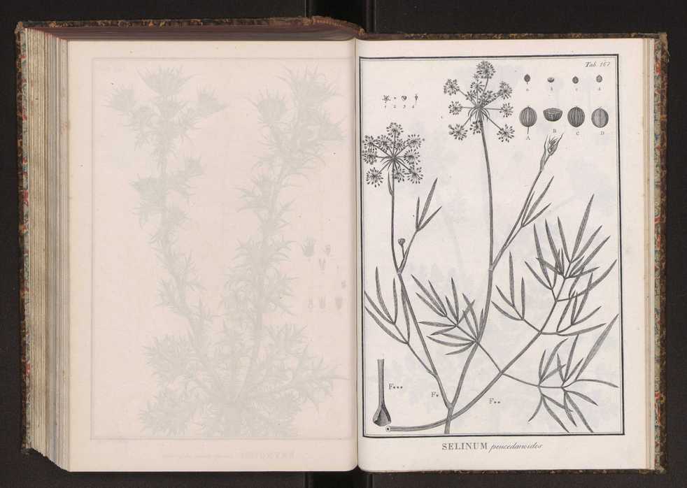 Phytographia lusitaniae selectior, seu novarum rariorum, et aliarum minus cognitarum stirpium, quae in Lusitania sponte' veniunt, ejusdemque floram spectant, descriptiones iconibus illustratae. Vol. 2 300