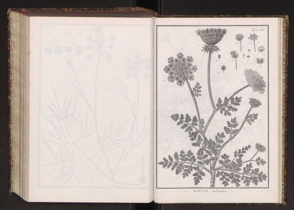 Phytographia lusitaniae selectior, seu novarum rariorum, et aliarum minus cognitarum stirpium, quae in Lusitania sponte' veniunt, ejusdemque floram spectant, descriptiones iconibus illustratae. Vol. 2 301