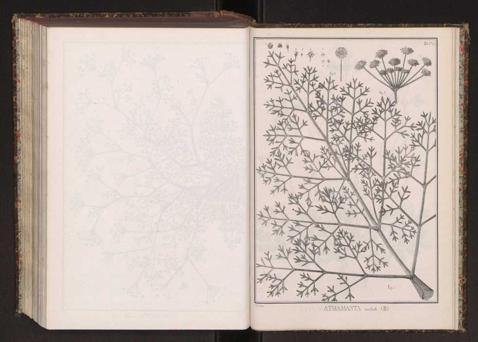 Phytographia lusitaniae selectior, seu novarum rariorum, et aliarum minus cognitarum stirpium, quae in Lusitania sponte' veniunt, ejusdemque floram spectant, descriptiones iconibus illustratae. Vol. 2 303