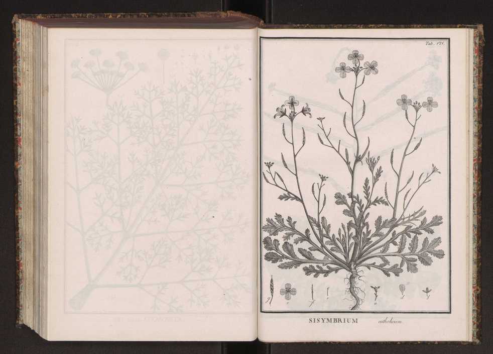 Phytographia lusitaniae selectior, seu novarum rariorum, et aliarum minus cognitarum stirpium, quae in Lusitania sponte' veniunt, ejusdemque floram spectant, descriptiones iconibus illustratae. Vol. 2 304