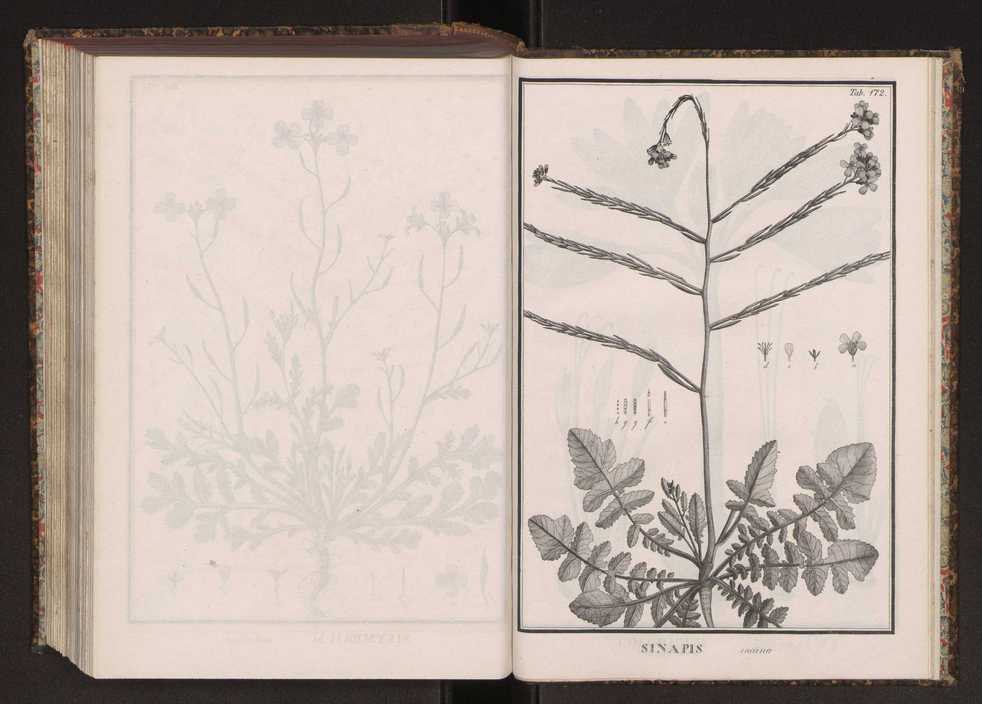 Phytographia lusitaniae selectior, seu novarum rariorum, et aliarum minus cognitarum stirpium, quae in Lusitania sponte' veniunt, ejusdemque floram spectant, descriptiones iconibus illustratae. Vol. 2 305