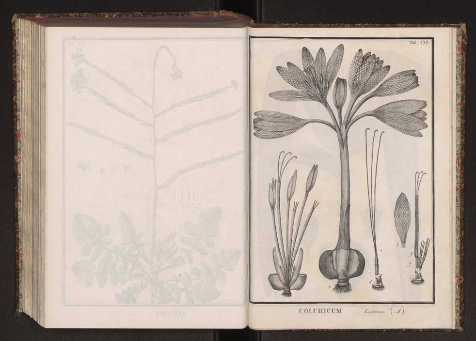 Phytographia lusitaniae selectior, seu novarum rariorum, et aliarum minus cognitarum stirpium, quae in Lusitania sponte' veniunt, ejusdemque floram spectant, descriptiones iconibus illustratae. Vol. 2 306