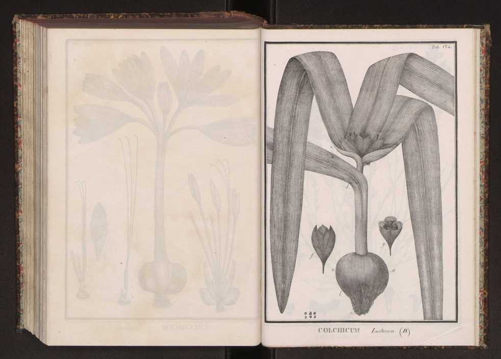 Phytographia lusitaniae selectior, seu novarum rariorum, et aliarum minus cognitarum stirpium, quae in Lusitania sponte' veniunt, ejusdemque floram spectant, descriptiones iconibus illustratae. Vol. 2 307