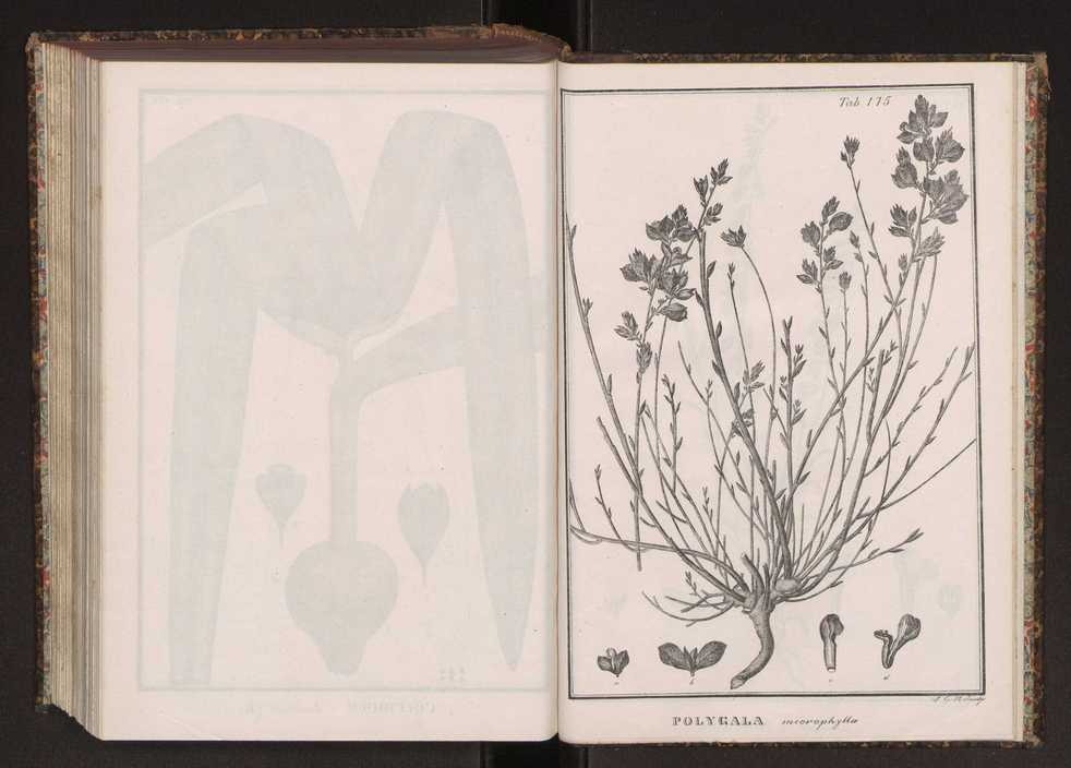 Phytographia lusitaniae selectior, seu novarum rariorum, et aliarum minus cognitarum stirpium, quae in Lusitania sponte' veniunt, ejusdemque floram spectant, descriptiones iconibus illustratae. Vol. 2 308