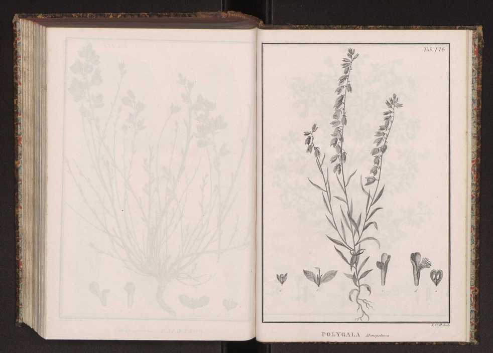 Phytographia lusitaniae selectior, seu novarum rariorum, et aliarum minus cognitarum stirpium, quae in Lusitania sponte' veniunt, ejusdemque floram spectant, descriptiones iconibus illustratae. Vol. 2 309