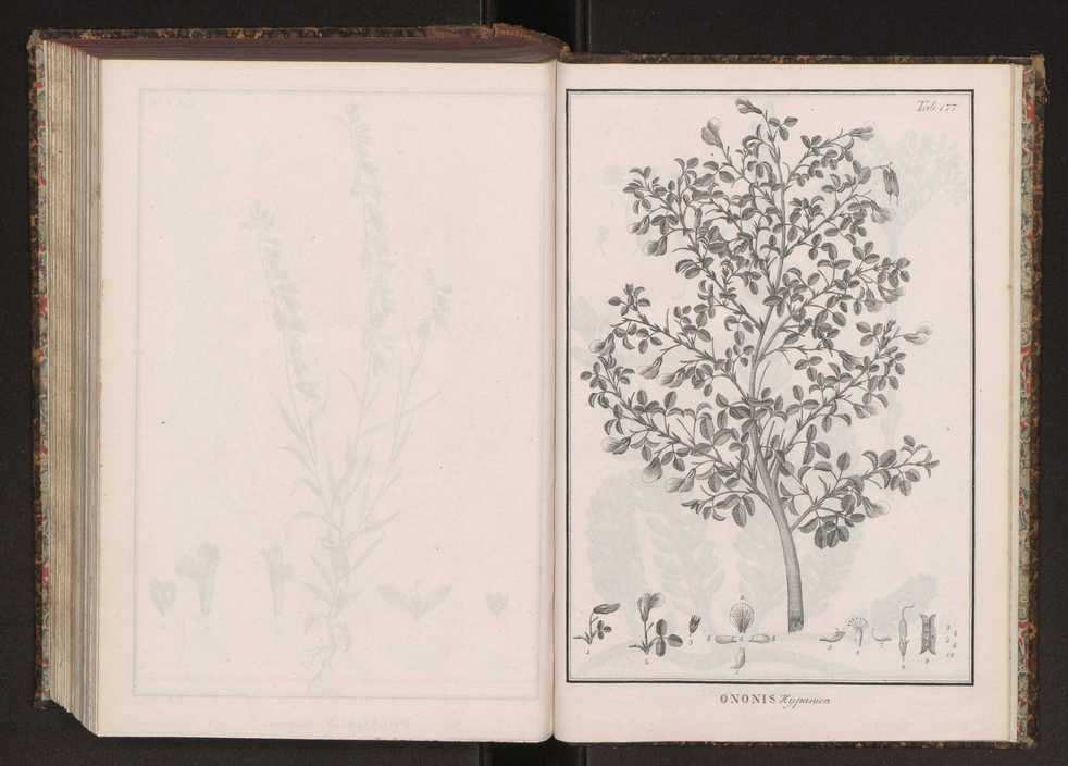 Phytographia lusitaniae selectior, seu novarum rariorum, et aliarum minus cognitarum stirpium, quae in Lusitania sponte' veniunt, ejusdemque floram spectant, descriptiones iconibus illustratae. Vol. 2 310