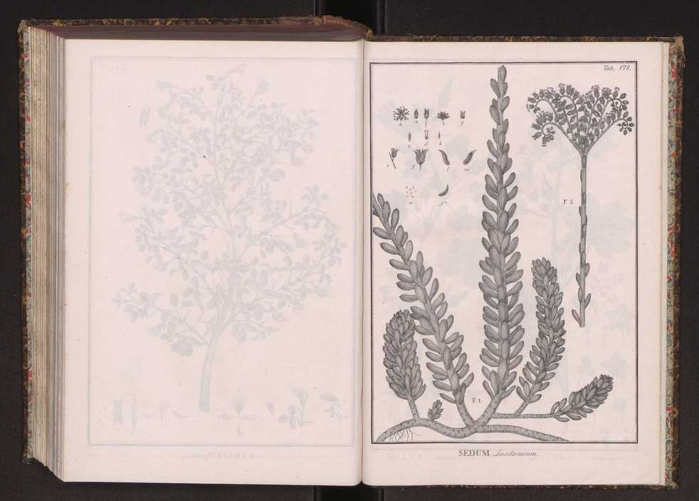 Phytographia lusitaniae selectior, seu novarum rariorum, et aliarum minus cognitarum stirpium, quae in Lusitania sponte' veniunt, ejusdemque floram spectant, descriptiones iconibus illustratae. Vol. 2 311