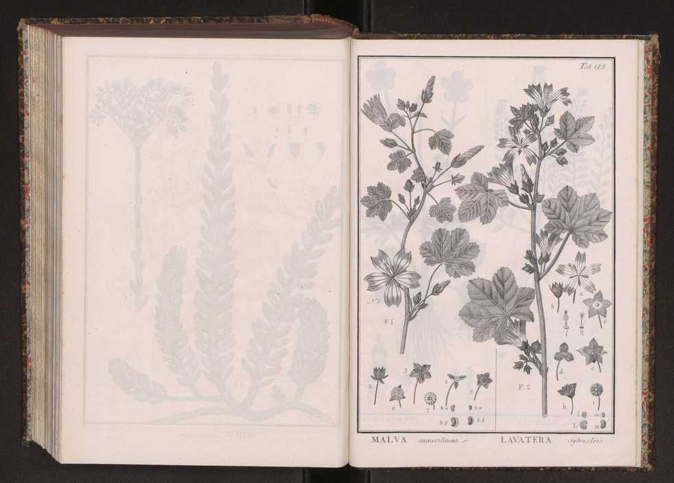 Phytographia lusitaniae selectior, seu novarum rariorum, et aliarum minus cognitarum stirpium, quae in Lusitania sponte' veniunt, ejusdemque floram spectant, descriptiones iconibus illustratae. Vol. 2 312