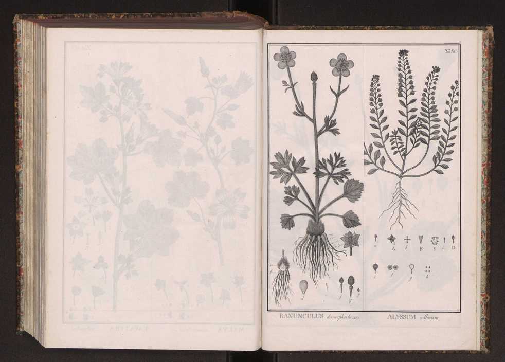 Phytographia lusitaniae selectior, seu novarum rariorum, et aliarum minus cognitarum stirpium, quae in Lusitania sponte' veniunt, ejusdemque floram spectant, descriptiones iconibus illustratae. Vol. 2 313