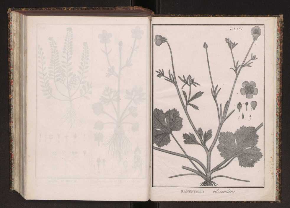 Phytographia lusitaniae selectior, seu novarum rariorum, et aliarum minus cognitarum stirpium, quae in Lusitania sponte' veniunt, ejusdemque floram spectant, descriptiones iconibus illustratae. Vol. 2 314